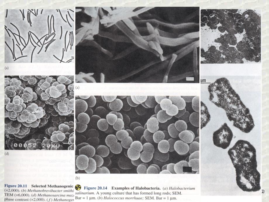 微生物的培养基一课件_第3页