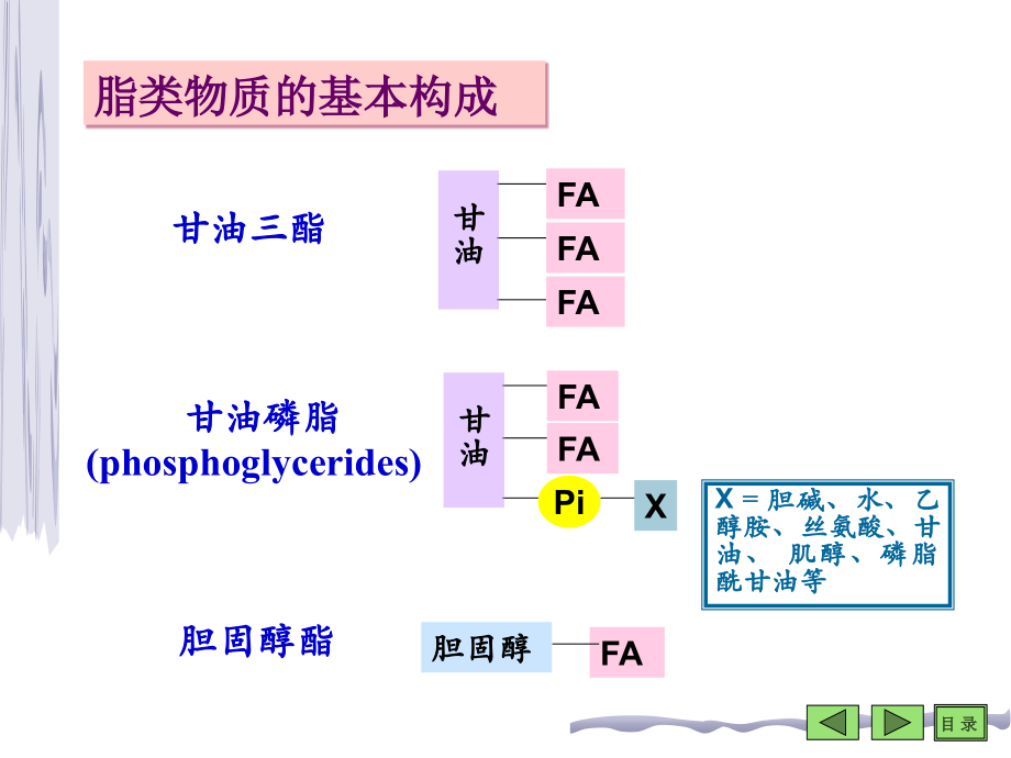 脂类代谢——生物化学_第3页