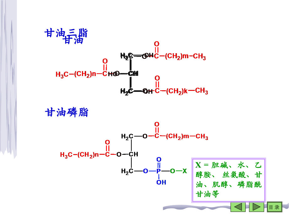 脂类代谢——生物化学_第4页