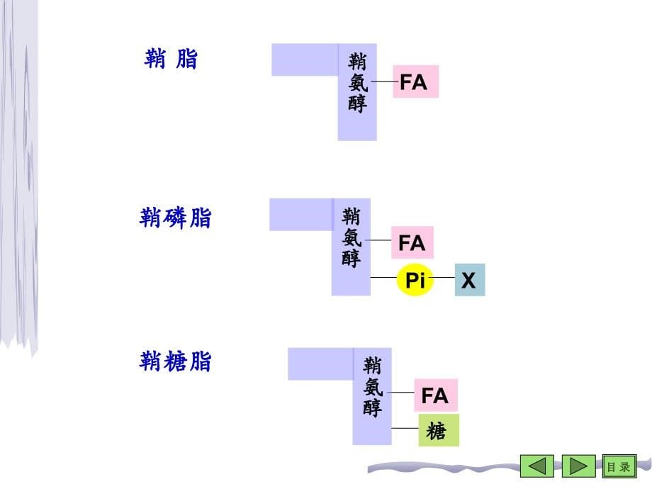 脂类代谢——生物化学_第5页