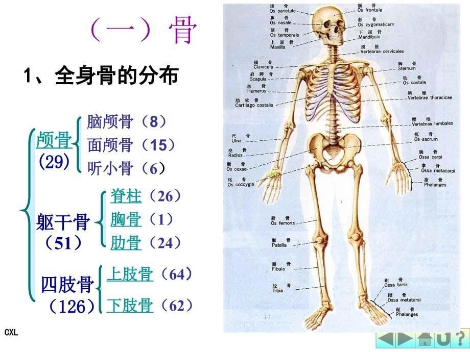 幼儿卫生保健(运动系统)_第5页