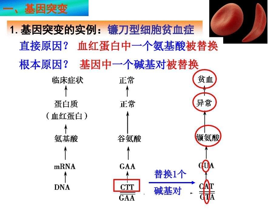 高三一轮复习基因突变和基因重组_第5页