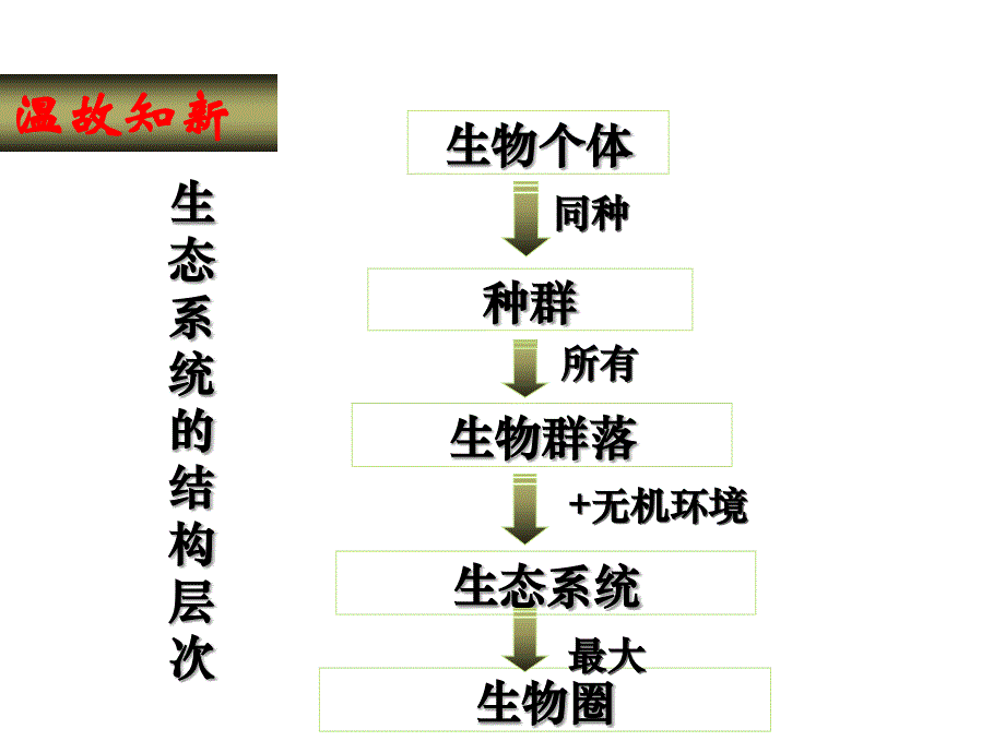 生态系统的结构汇报课_第2页