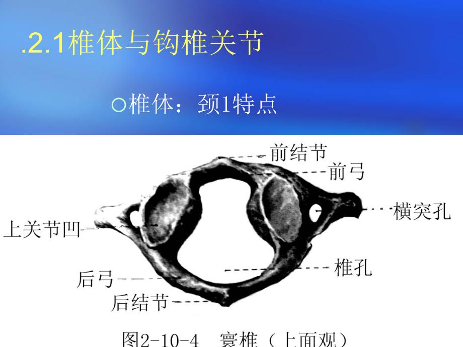 颈椎病的康复治疗 ppt课件_第4页