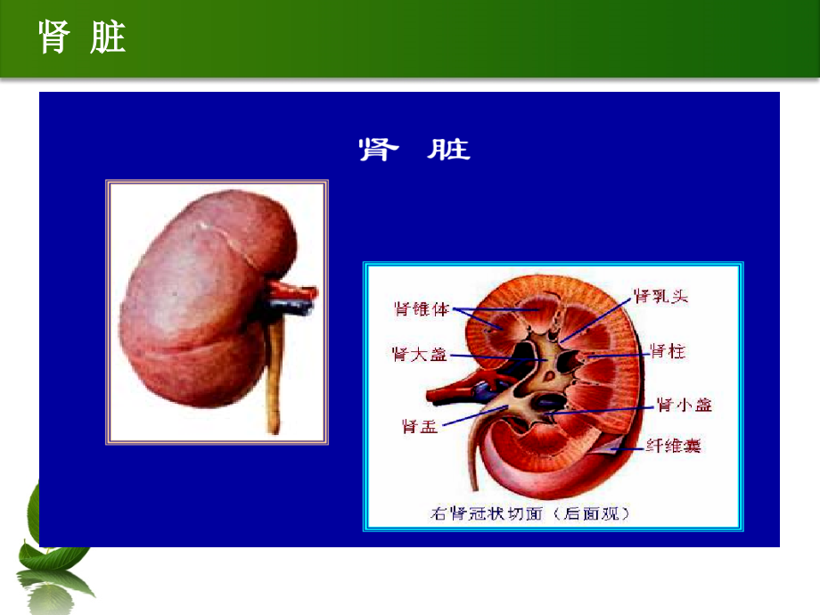 新-泌尿系结石的诊断及治疗 -王新平2018-03-01_第4页
