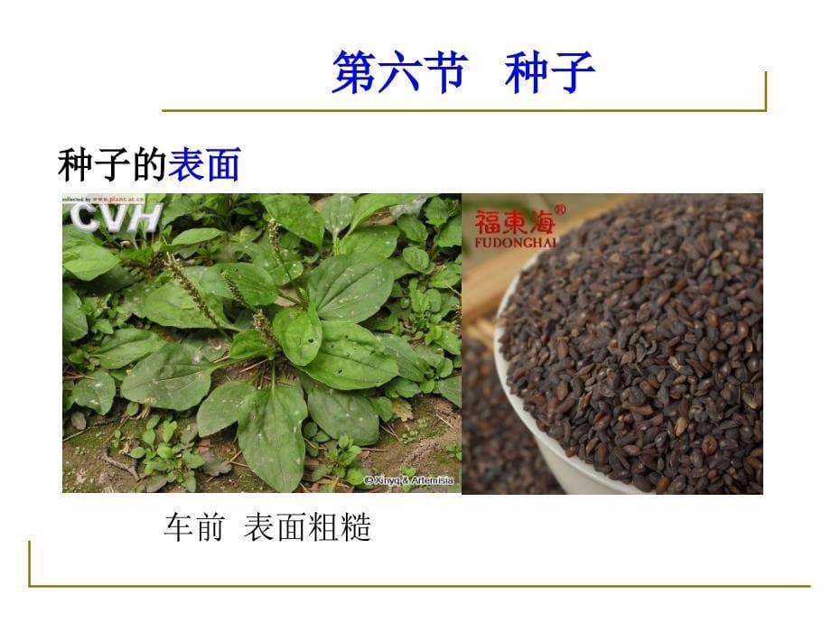 药用植物学与生药学_09种子_第5页