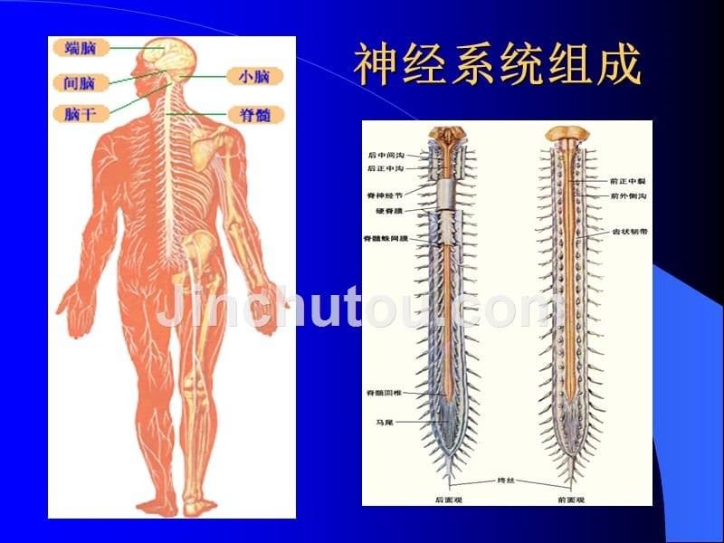 神经系统体格检查56270_第5页