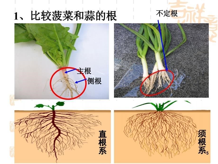 根的形态结构和功能_第5页