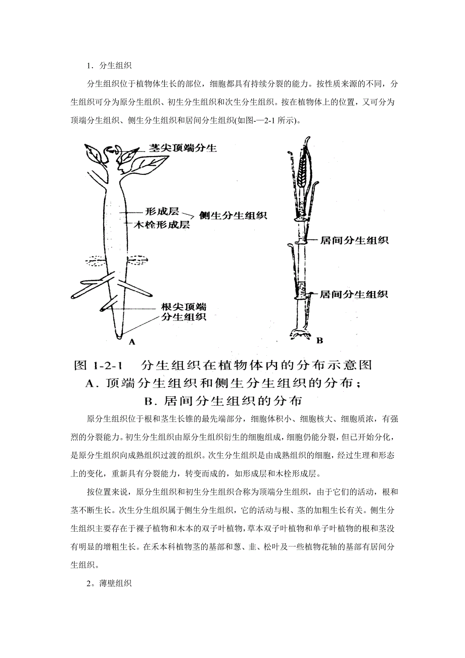 高中生物竞赛辅导：第二章  植物解剖和生理_第3页