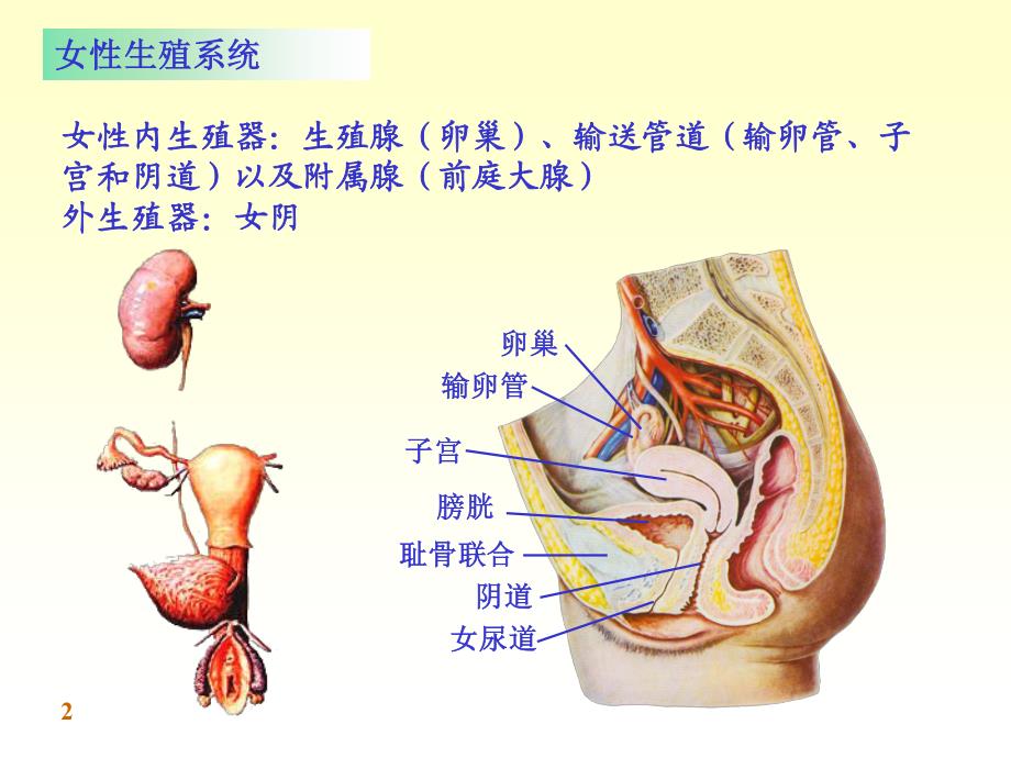 系统解剖学第七版09女性生殖系统_第2页