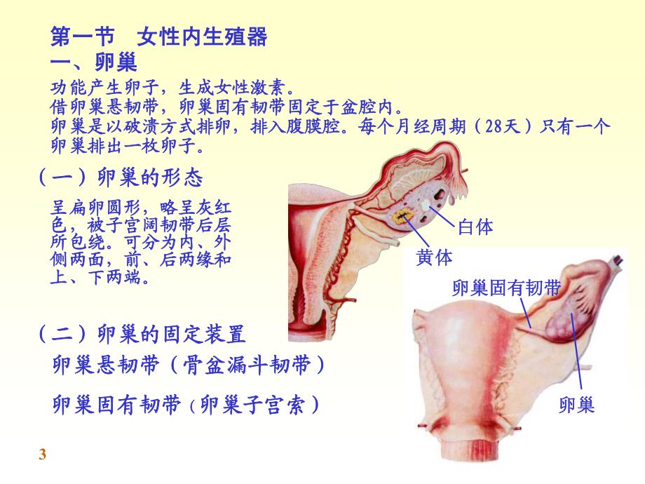 系统解剖学第七版09女性生殖系统_第3页