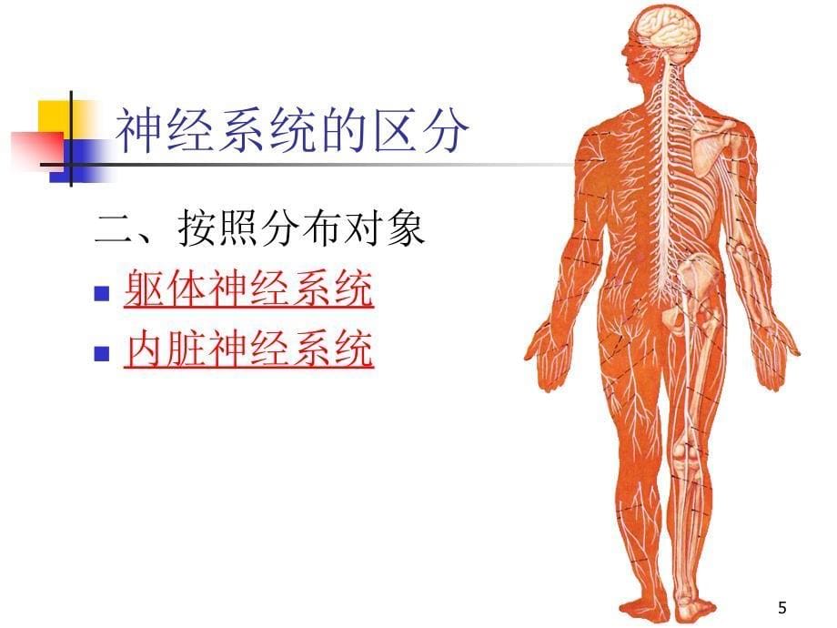 人体解剖学-周围神经系统_第5页