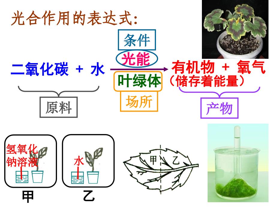 第二节-绿色植物的呼吸作用(共41张ppt)_第2页