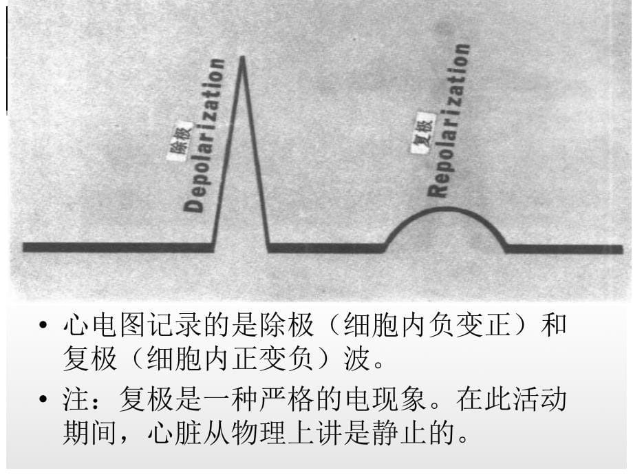 心电图基础(修改后)_第5页