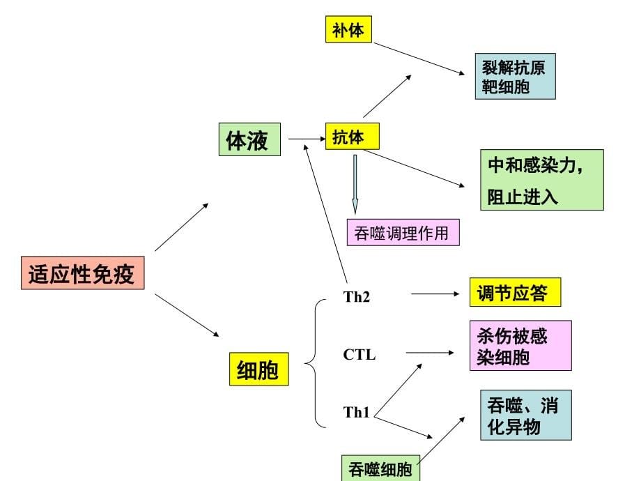 免疫学复习演示文稿_第5页