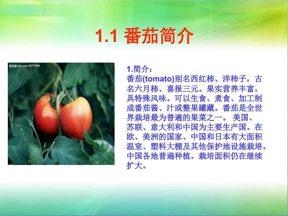 [农学]温室番茄栽培设计_第4页