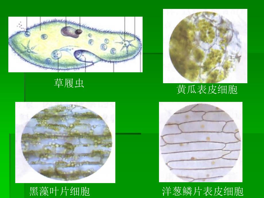 细胞的基本结构和功能97800_第3页