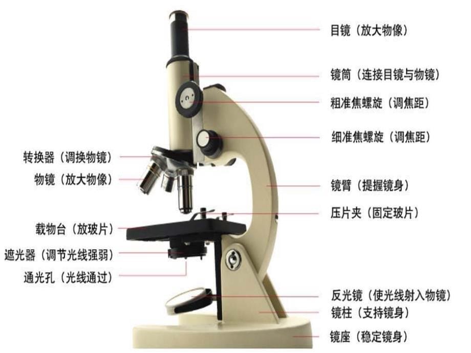 细胞的基本结构和功能97800_第5页