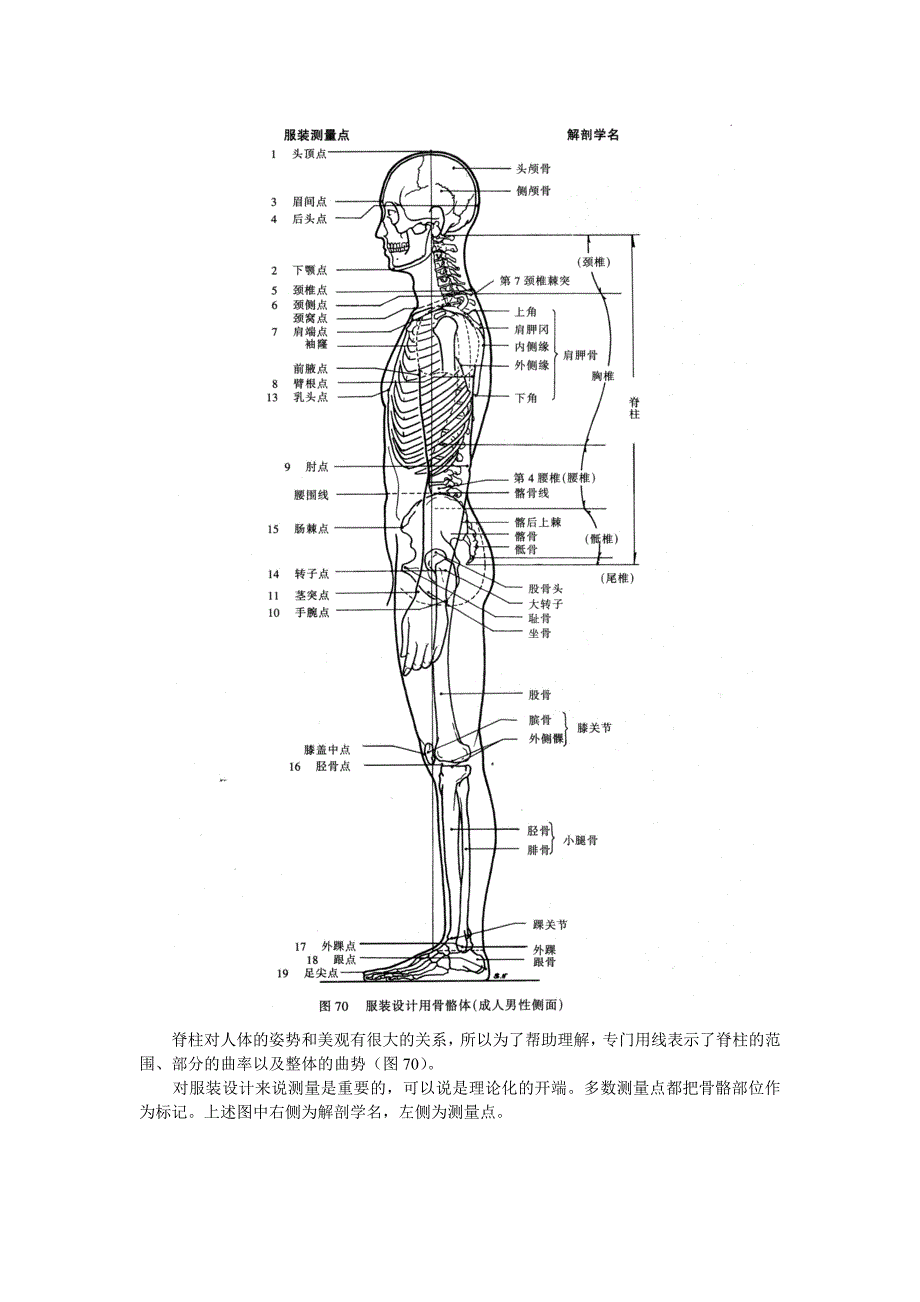 服装设计中的人体结构特征_第2页