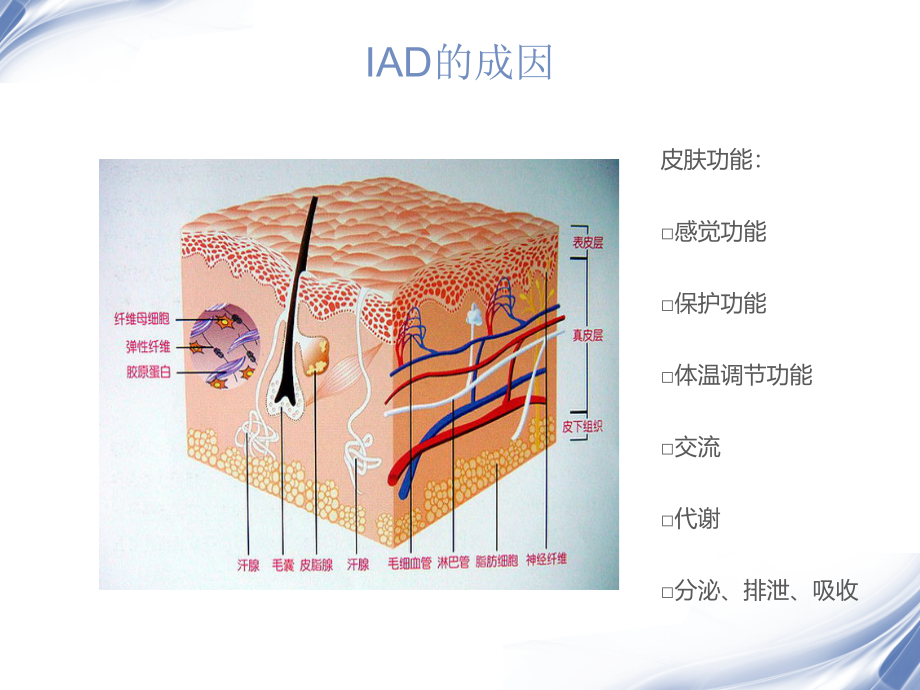 失禁性皮炎_培训_第4页