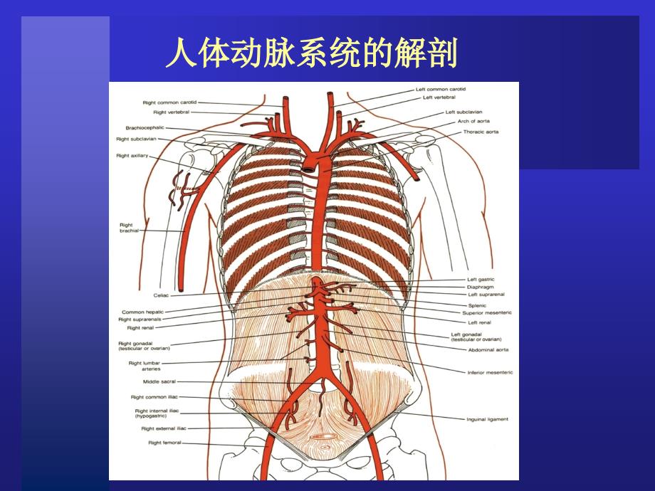 冠脉介入治疗基本知识介绍_第4页