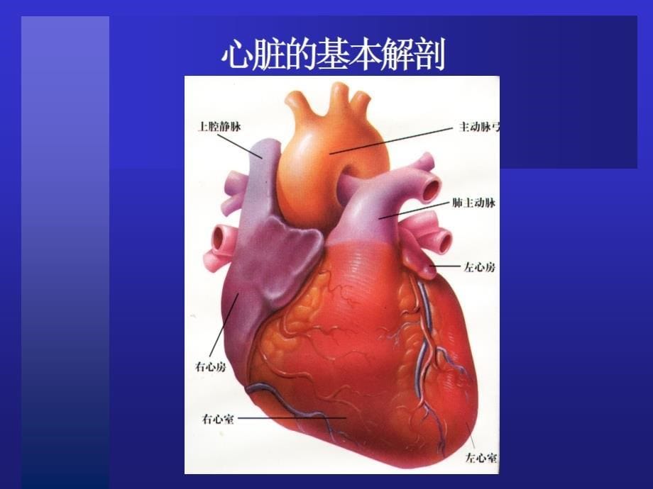 冠脉介入治疗基本知识介绍_第5页