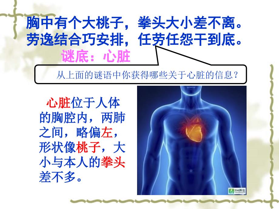 苏教版五年级科学上册心脏与血液循环_第2页