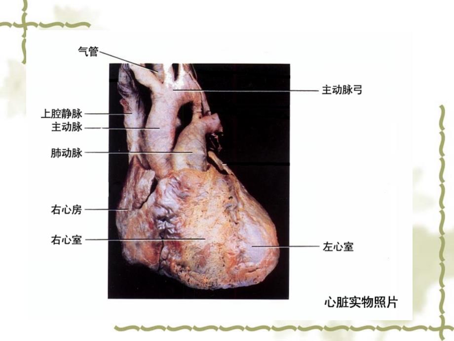 苏教版五年级科学上册心脏与血液循环_第3页