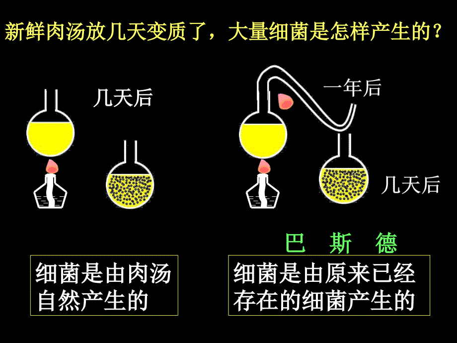 人教版八年级上册生物细菌_第4页