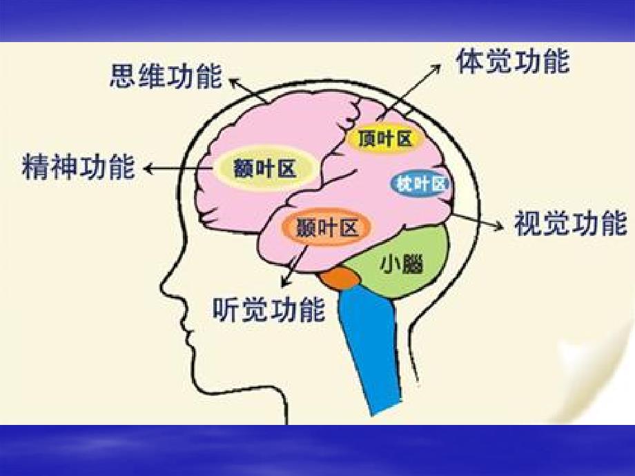 大脑分叶影像学解剖_第3页