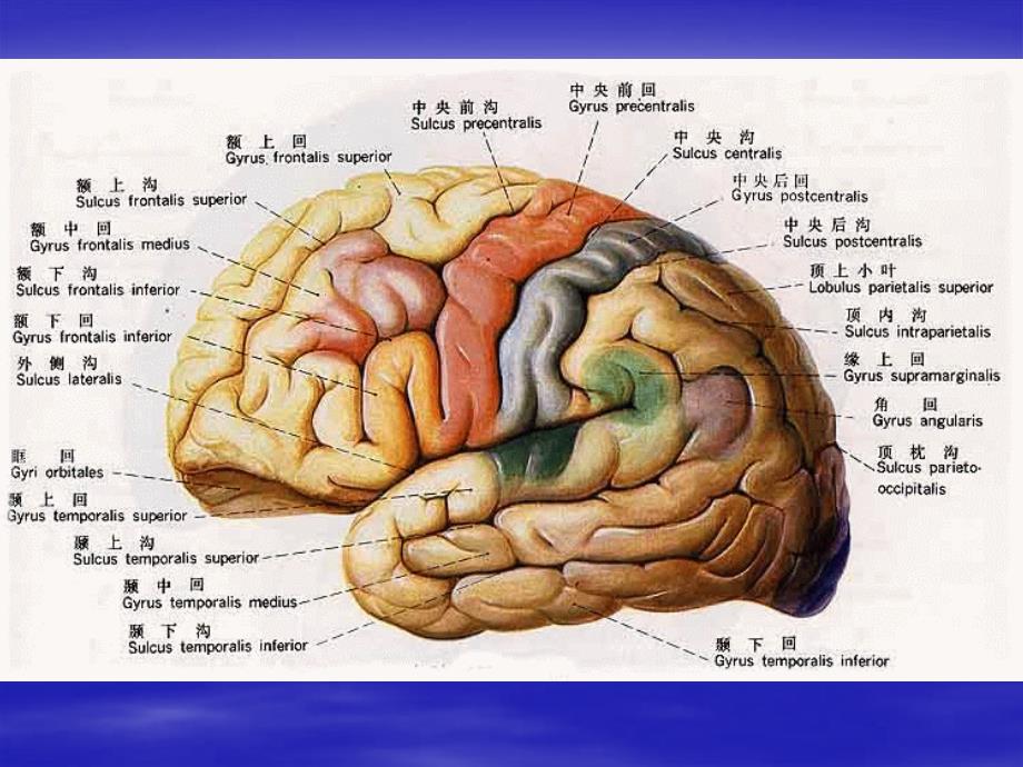 大脑分叶影像学解剖_第4页