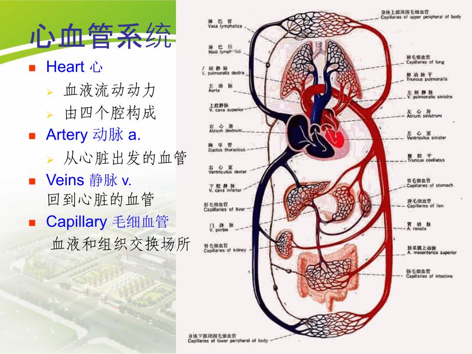 心血管系统解剖生理_第2页