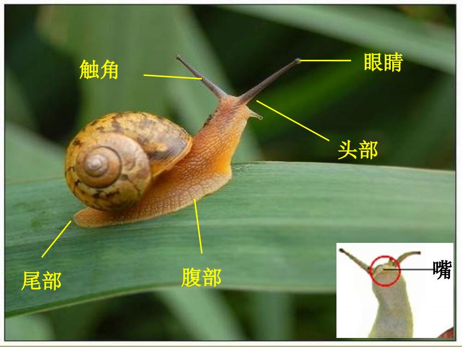 公开课科学四年级上课《身体结构》课件_第3页