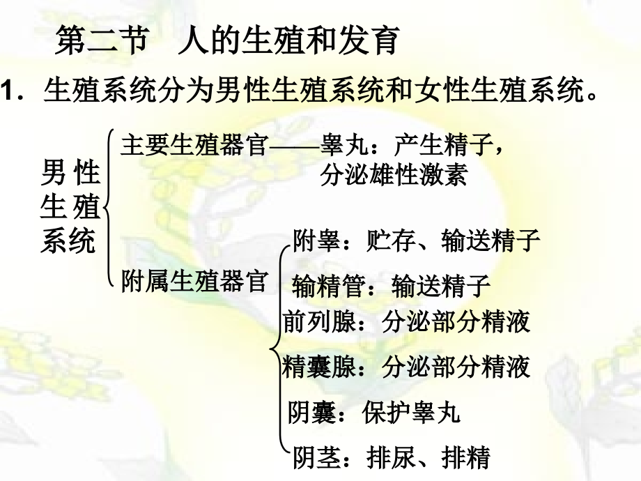 人教版七年级下册生物总复习课件用_第4页