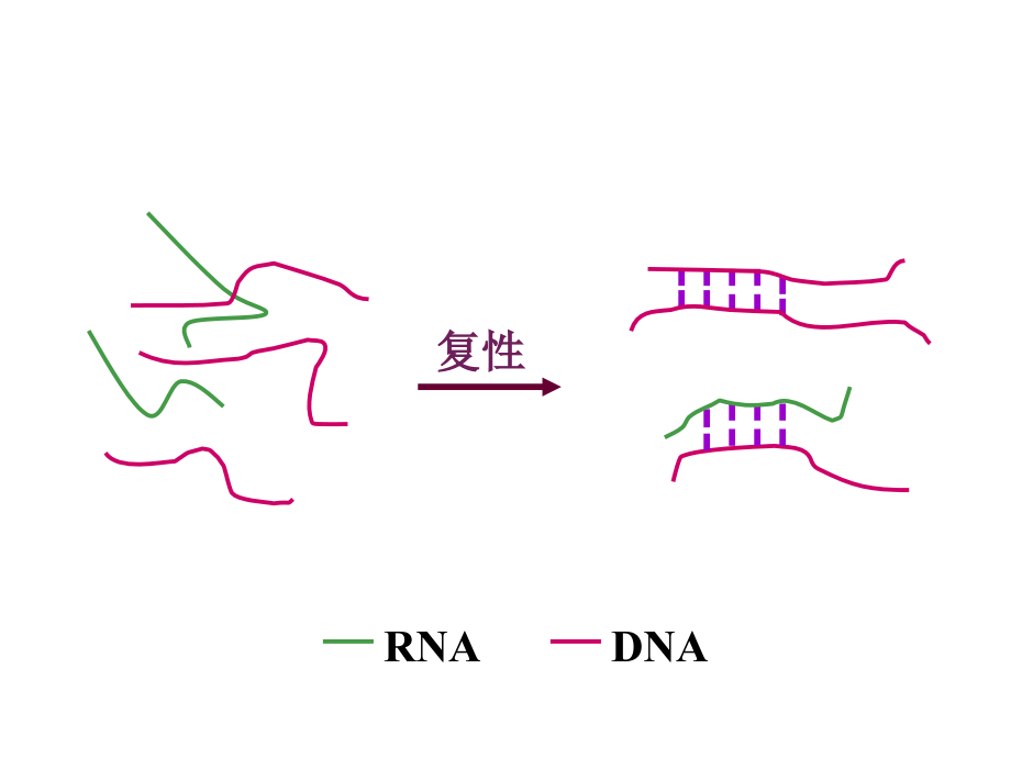 常用分子生物学技术原理及应用stz_第4页