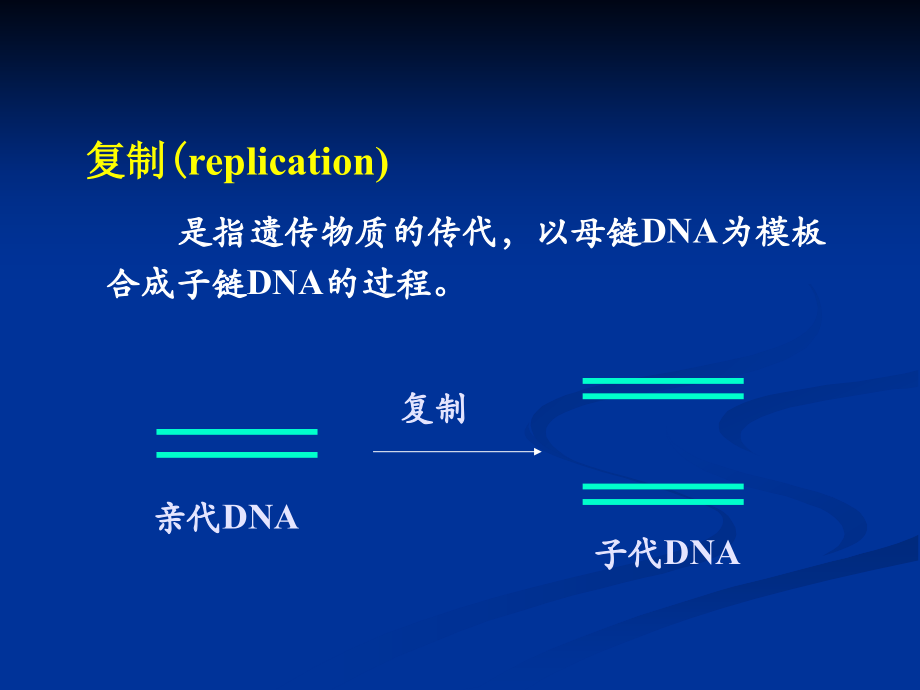 dna生物合成-复旦大学生物化学课件_第2页