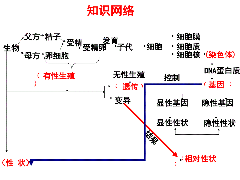 初中生物《生物遗传和变异》复习课_第4页