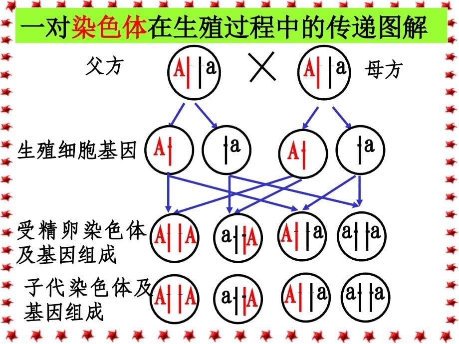 初中生物《生物遗传和变异》复习课_第5页