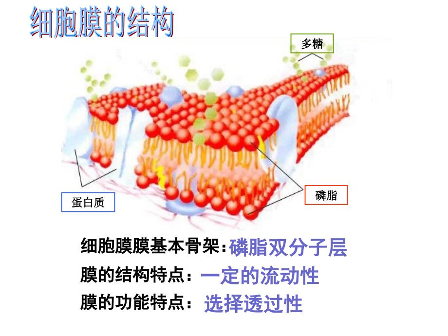 《物质跨膜运输的方式》课件_第1页