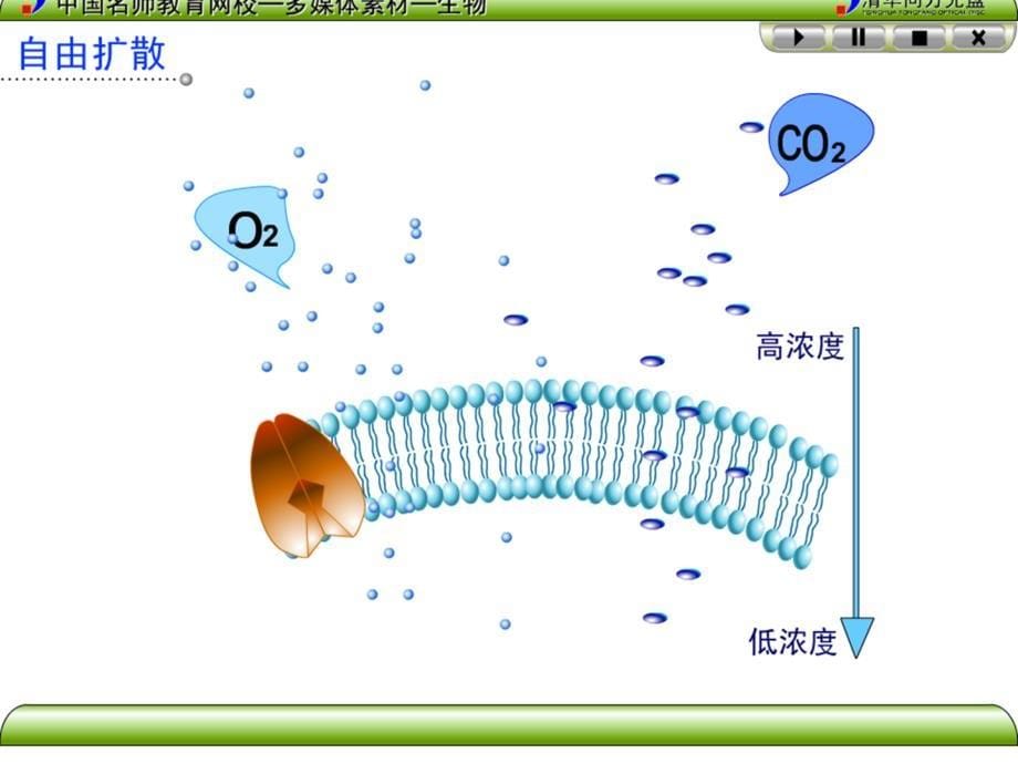 《物质跨膜运输的方式》课件_第5页