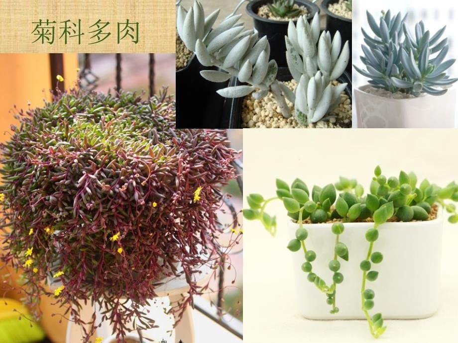 多肉植物介绍_第5页