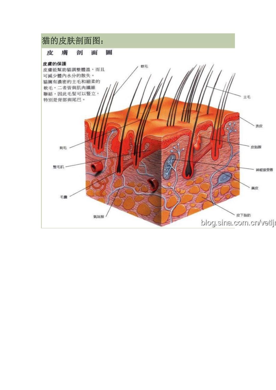 猫解剖结构和生理习性_第4页