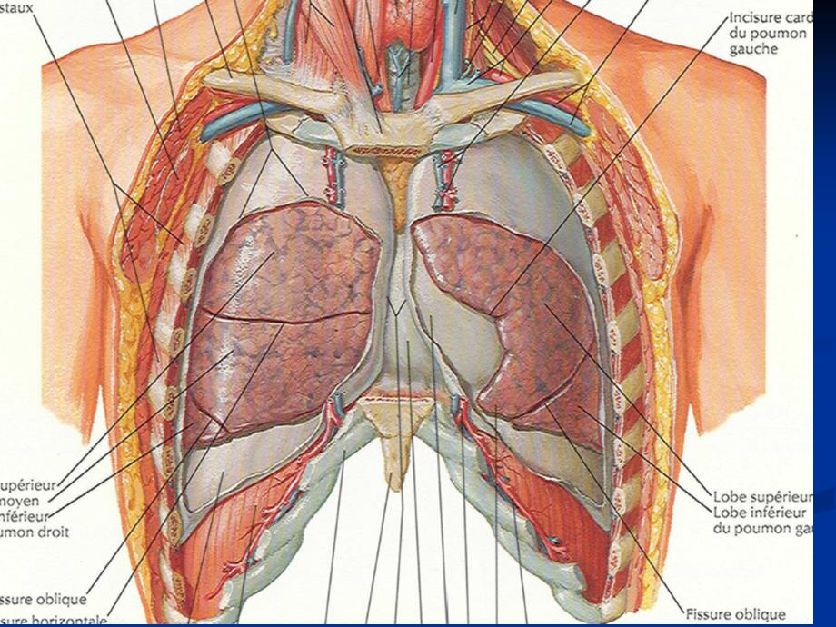 气胸与肺挫伤诊断与治疗_第3页