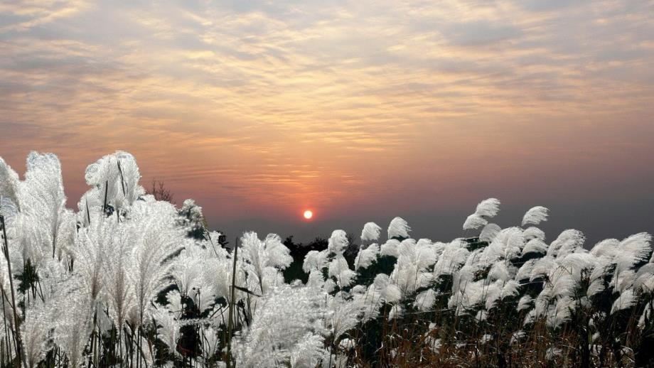 小古文 芦花_第1页