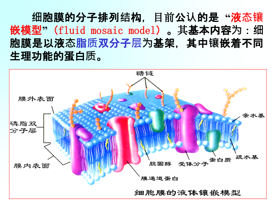 生理学--细胞基本功能_第3页