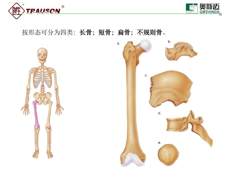 骨科骨骼系统培训技术要点_第3页