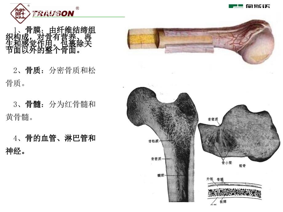 骨科骨骼系统培训技术要点_第4页