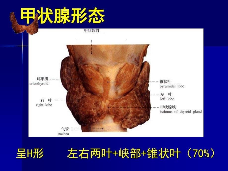 普外科常见疾病解剖生理_课件_第5页