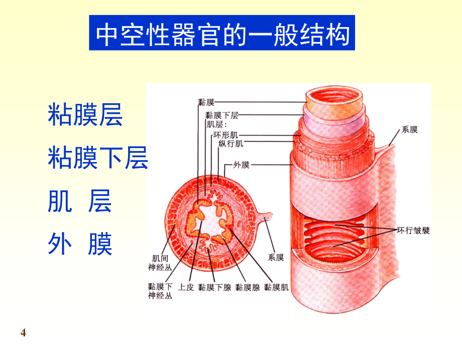 解剖学   消化系统  第一章  消化管_第4页