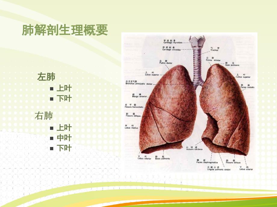 肺癌病人的护理ppt课件_第3页